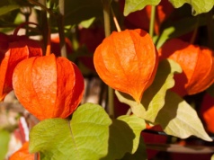Ogród wypełni morze papierowych lampionów. Sąsiadki padną z wrażenia