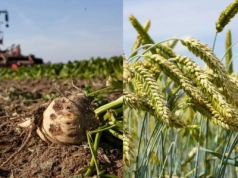 Plan nawożenia azotem - przykład na podstawie pszenicy i buraka cukrowego