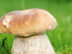 Co oznaczają dziury w grzybach i czy można takie zbierać? Wątpliwości mają nawet doświadczeni grzybiarze