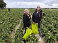 Zaczęło się cwaniakowanie przy samozbiorach. Markety też chcą towar za pół darmo