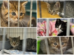 Są na granicy wytrzymałości. Setka kotów i kociąt czeka w Świdnicy na adopcje i domy tymczasowe