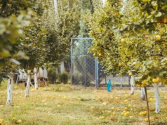 Kiedyś sadzona w ogrodach dworskich i klasztornych, dziś – poszukiwany owoc