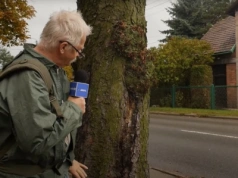 Chore kasztanowce na ulicy Szczakowskiej. Efekt Agnieszki