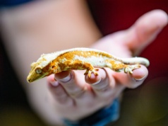 Targi terrarystyczno-akwarystyczne w Hali EXPO. Największe takie wydarzenie w Polsce