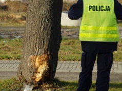Pijany sędzia wjechał w drzewo i uciekł z miejsca zdarzenia. Świadkowie zaalarmowali policję
