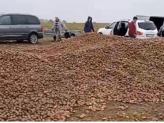 W akcie desperacji rolnik wysypał 150 ton ziemniaków na pole