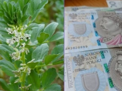 Czy uprawa bobiku się opłaca? Jakie koszty ponosi rolnik?