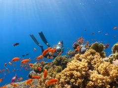 Ziemia przekroczyła pierwszy punkt krytyczny klimatu. Rafy koralowe nie do uratowania