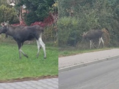 Uwaga na łosie w Płouszowicach. Zwierzęta przemieszczają się przy drodze Lublin–Nałęczów