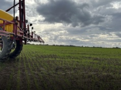 Z ochroną herbicydową zbóż poczekajmy na pełne wschody