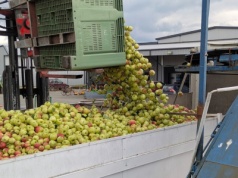 Spokojniej na rynku jabłek przemysłowych – jakie ceny na skupach? 14.10.2025