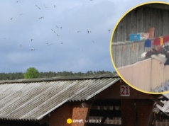 Podnoszone za ogony. Kręcone w powietrzu. Szokująca codzienność na polskiej fermie norek