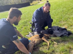 Nawet zwierzęta mogą liczyć na policję? Funkcjonariusze pomogli sarnie pod Olsztynem