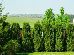 Tuje nie mogą rosnąć w nieskończoność. Wtedy sąsiad pójdzie do sądu