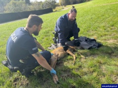 Gmina Dywity. Policjanci pomogli sarnie