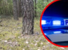 Dramat w Zielonej Górze. Mężczyzna brutalnie pogryziony przez psy