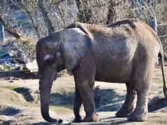 Tragiczne wieści z polskiego zoo. Ulubienica tłumów upadła i nie żyje