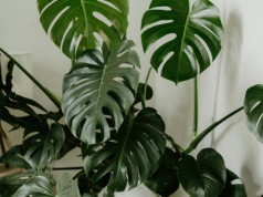 Monstera zwija liście? "Tropikalny prysznic" sprawi, że odżyje w kilka godzin
