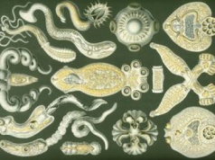 Odrasta im głowa. Zwierzęta inspirują naukowców