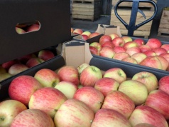 Eksport jabłek do Niemiec. Polak i Włoch korzysta, a Holender traci