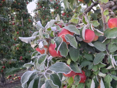 Mroźny poranek 20.10.2025. Gdzie było najzimniej?