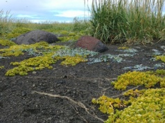 Zaskakujące wyniki badań nad kolonizacją wysp przez rośliny