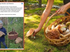 Takiego olbrzyma znalazła pani Olga w lesie. 