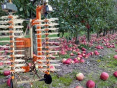 W pełni mechaniczne otrząsanie jabłek – nowa maszyna na rynku