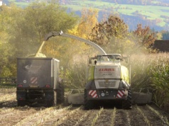 22.10.2025 Ceny skupu zbóż, kukurydzy, oleistych i strączkowych: jęczmień w dół, a jak kukurydza?