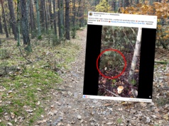 Poszedł na grzyby, pokazał, co kryło się w zaroślach. 