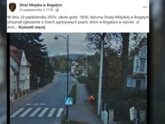 Psy zaatakowały dziecko. Straż Miejska pokazała nagranie. 