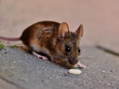 Hantawirus – Co to jest, jak się go przenosi i jakie niesie zagrożenia?