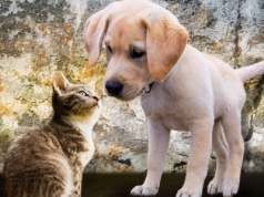 Nowy obowiązek. Rejestracja zwierząt domowych