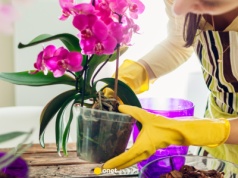 Wlej do storczyka, a będzie rósł jak szalony. Wystarczy jeden składnik