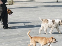 Stajemy się zakładnikami psów? Pogryzienia i uciążliwe szczekanie w bloku coraz częstsze
