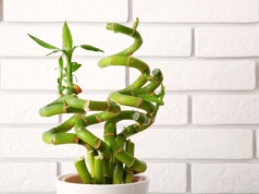 Nie tylko pieniążek. Ta roślina również przyciąga bogactwo i szczęście