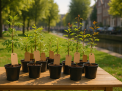 🌳 Amsterdam rozdaje drzewa! W doniczce, ale zawsze coś