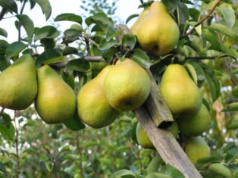 Gruszki jako pożywienie i lekarstwo. Tradycyjne przepisy zielarskie