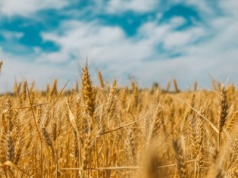Nadwrażliwość na gluten nie jest reakcją na gluten. Większość przypadków ma inną przyczynę