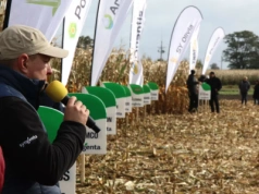 Jak dobrać odmianę kukurydzy do swojego gospodarstwa?