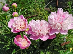 Babcia co roku ma piękne piwonie. Zdradziła mi sekret jesiennej pielęgnacji