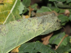 Mączniak rzekomy atakuje plantacje rzepaku. Co robić?