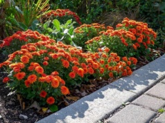 Twoje chryzantemy zakwitną jak nigdy wcześniej. Wystarczy podlać jej 