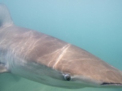 Nurek zginął w paszczy rekina. To atak, jakiego nigdy w historii nie było