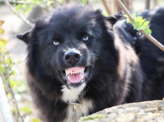 Pogryzienie przez psa