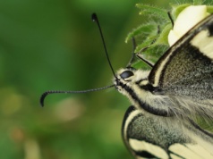 Jaki tam paź? Król prawdziwy