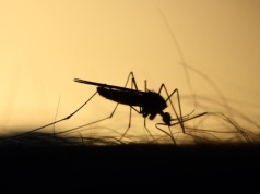 Malaria w ofensywie! Afryka Subsaharyjska straci miliardy dolarów