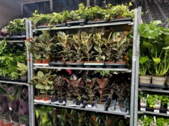 Festiwal Roślin w łódzkiej Sport Arenie