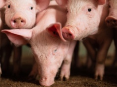 Rynek warchlaków stabilny. Ceny zwierząt z importu minimalnie w górę