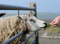 Święto owiec w koszalińskim Jamnie